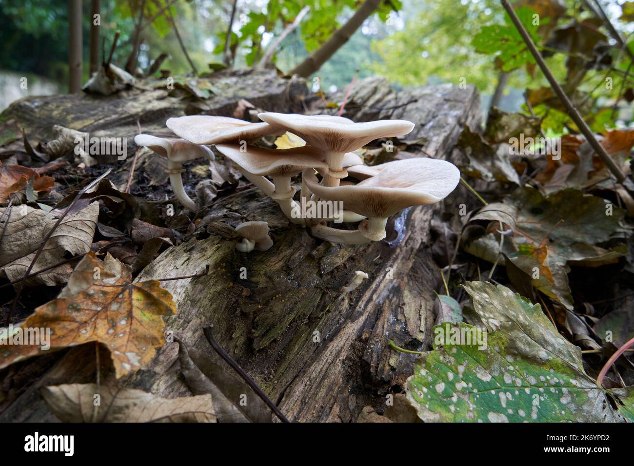 Setas y hongos, fungus and mushroom Stock Photo Alamy