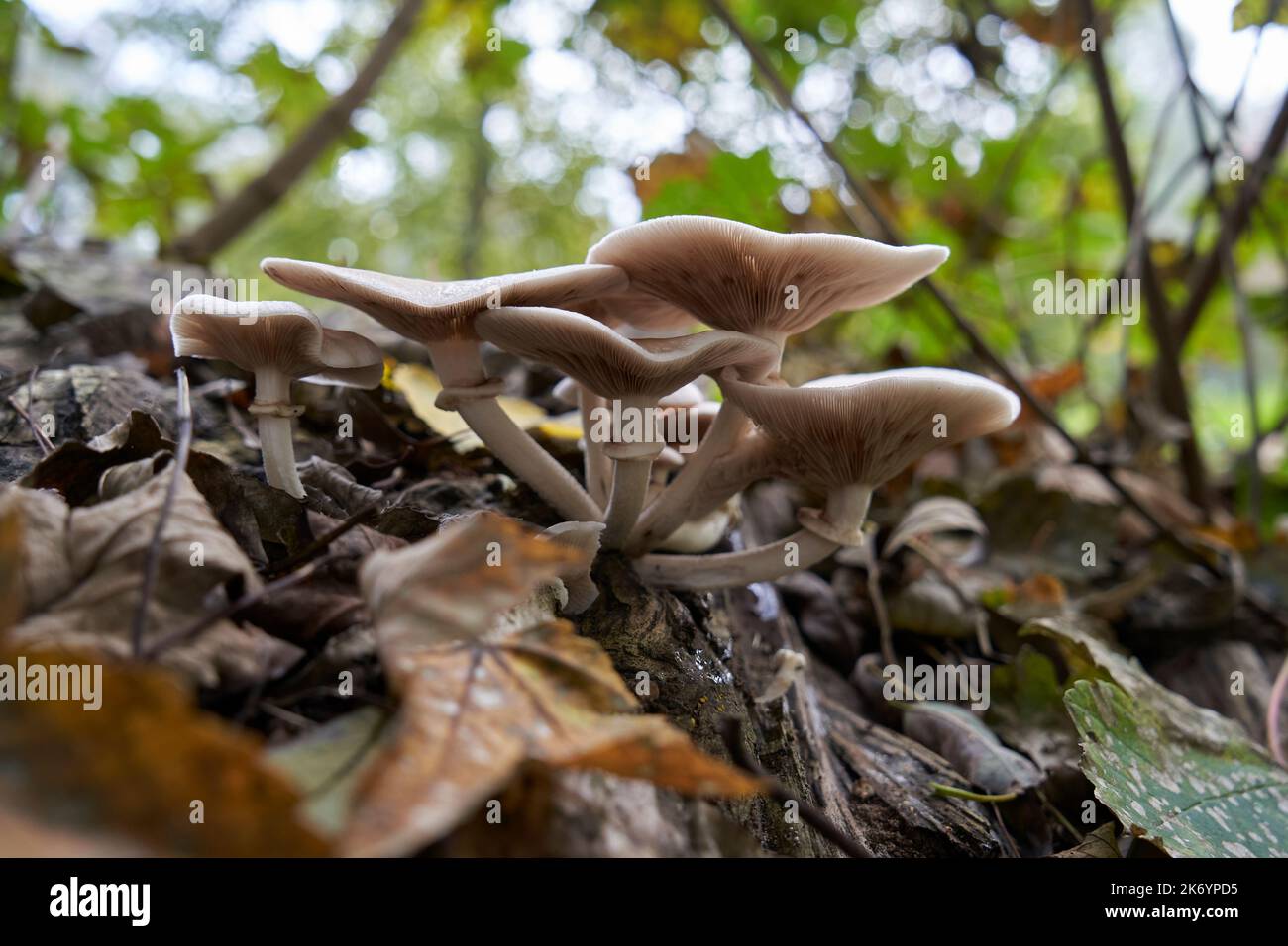 Setas y hongos, fungus and mushroom Stock Photo Alamy