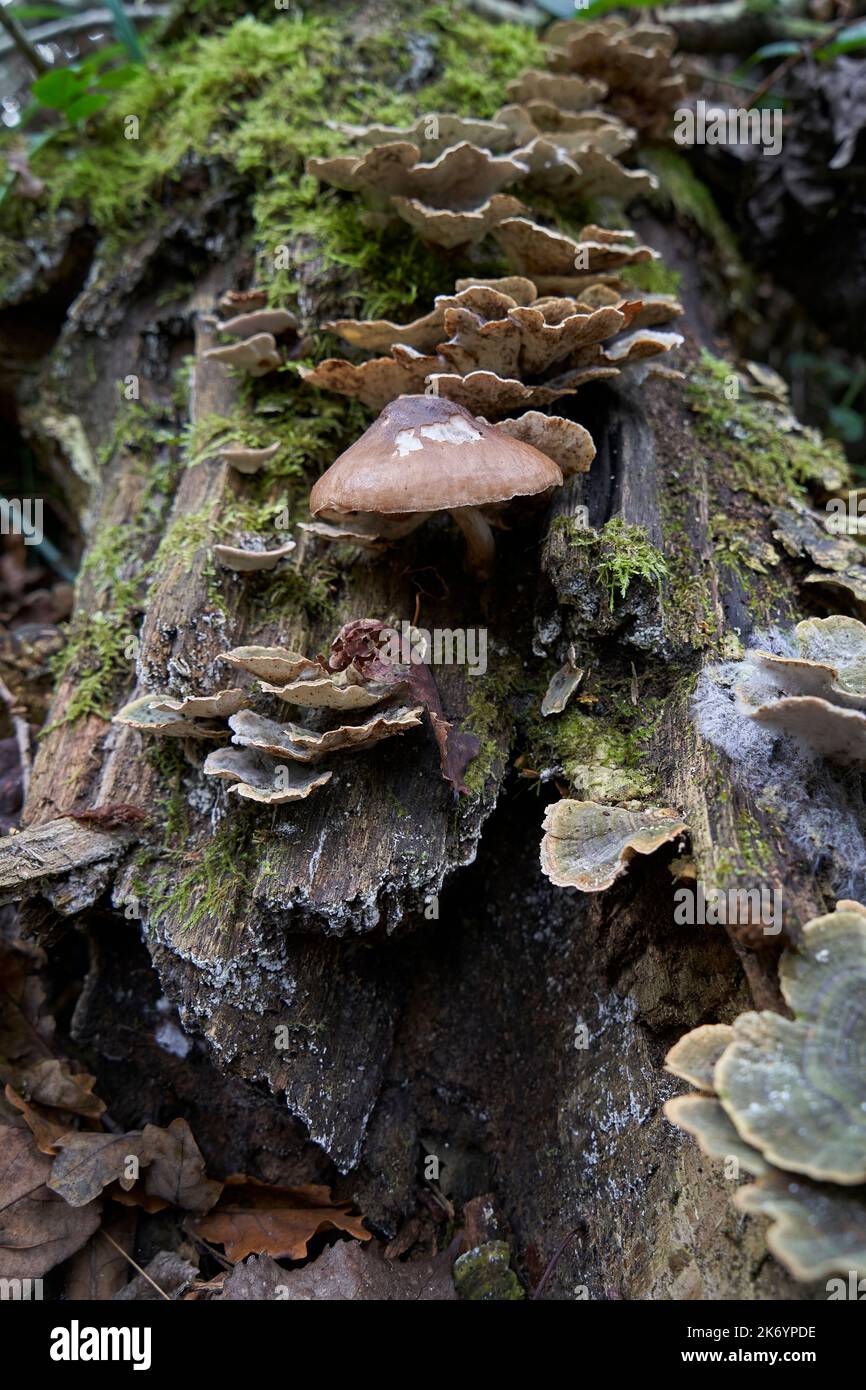 Setas Y Hongos Fungus And Mushroom Stock Photo Alamy