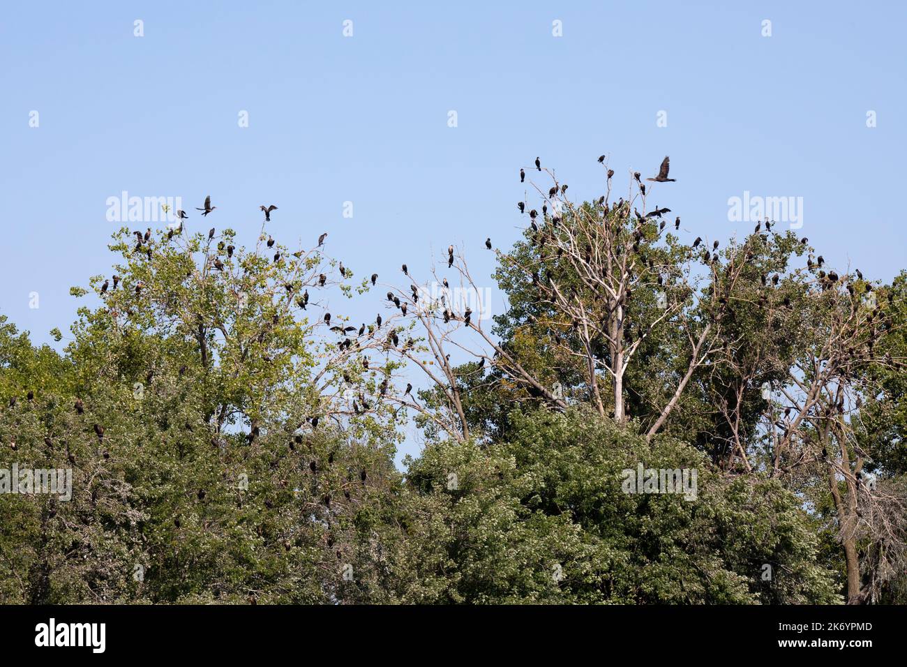 Cormorants roosting on trees on the Upper Mississippi River. Roosting cormorants damage trees.  Eventually the trees die. Stock Photo