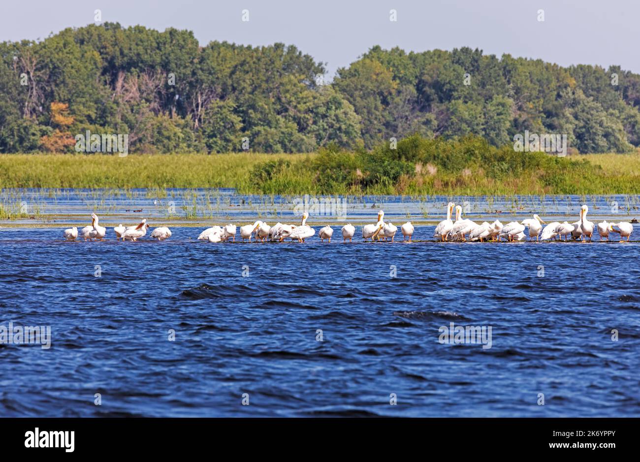 American White Pelicans, Pelecanus erythrorhynchos, grooming on a sand bar on the Upper Mississippi River near Winona, Minnnesota Stock Photo