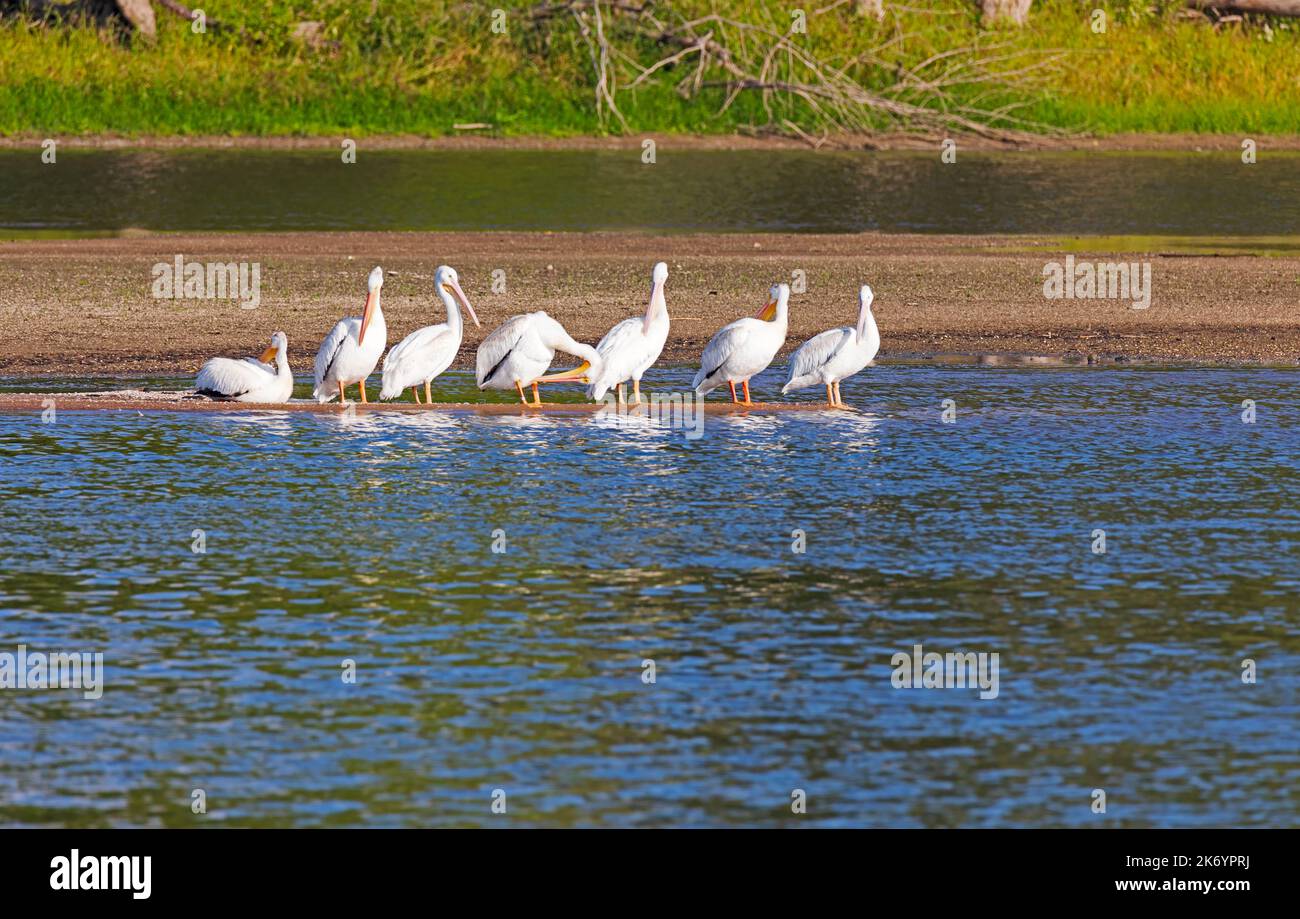 American White Pelicans, Pelecanus erythrorhynchos, grooming on a sandy spit on the Upper Mississippi River, Iowa Stock Photo