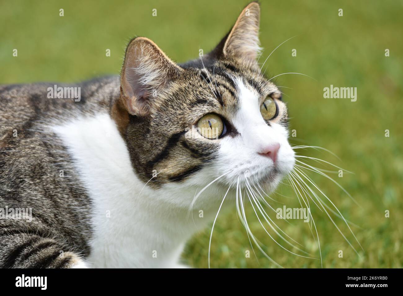 Cat in a backyard Stock Photo Alamy