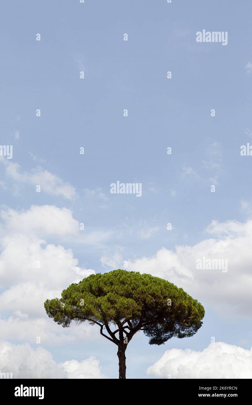 Pine wood and blue sky on background Stock Photo