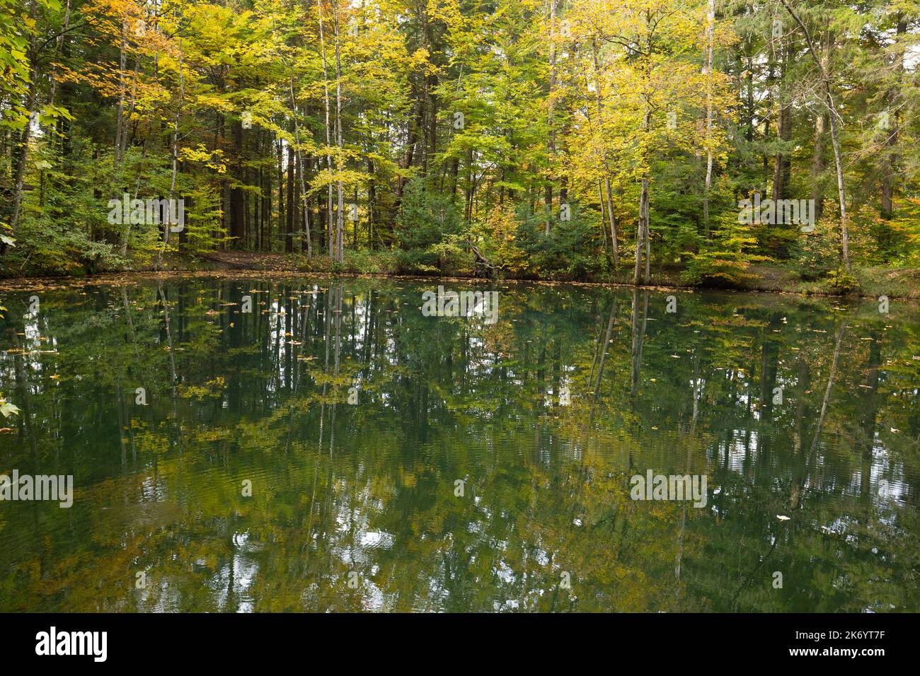 Forest pond hi-res stock photography and images - Alamy