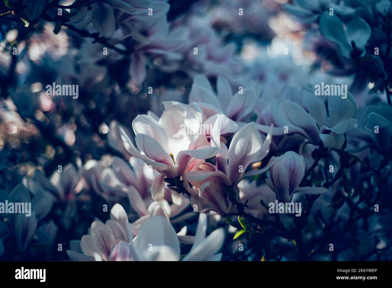 Pink Magnolia Tree with Blooming Flowers during Springtime Stock Photo ...