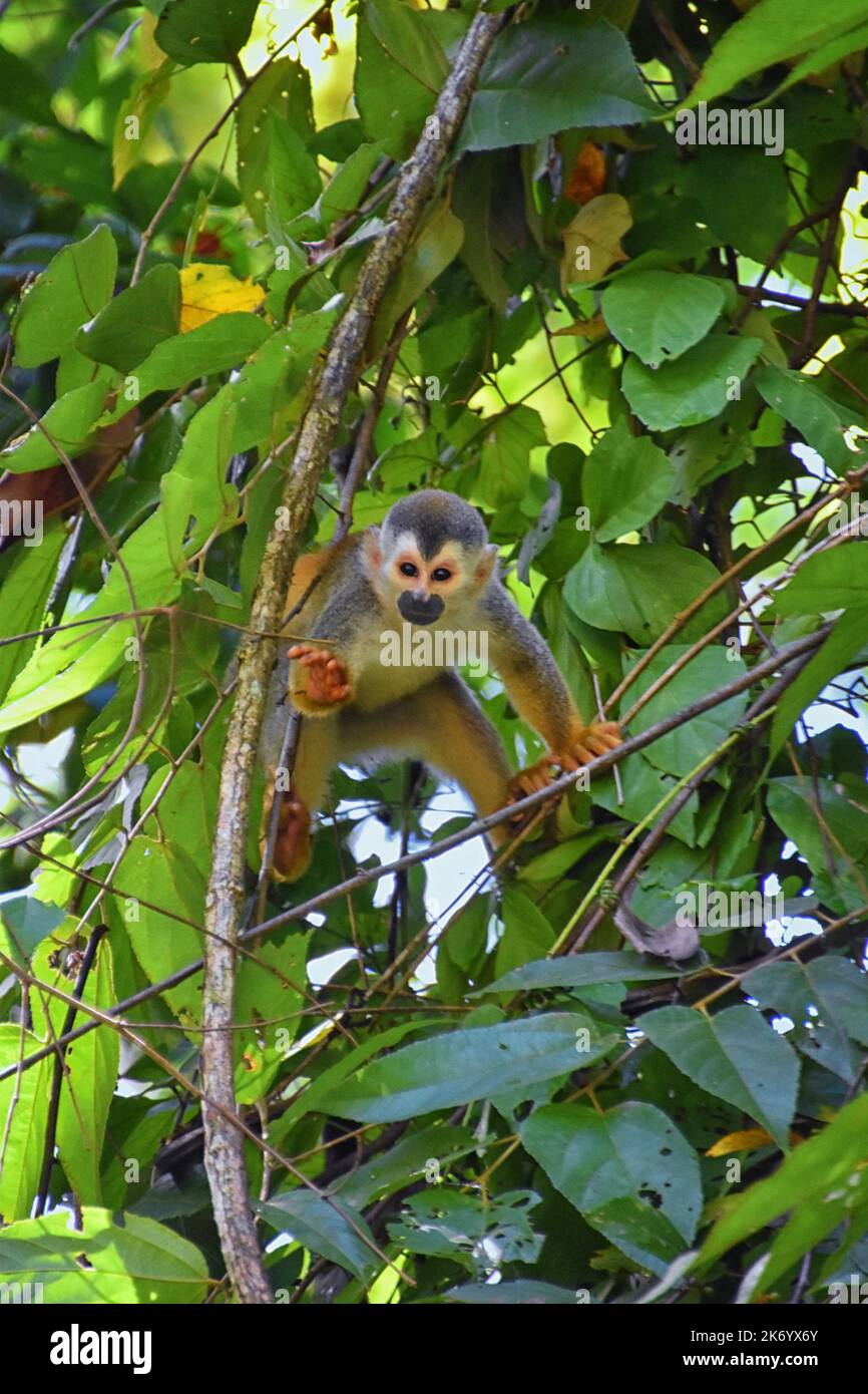 Spider Monkey, Ateles Geoffroi, mother and baby endangered, in tropical ...
