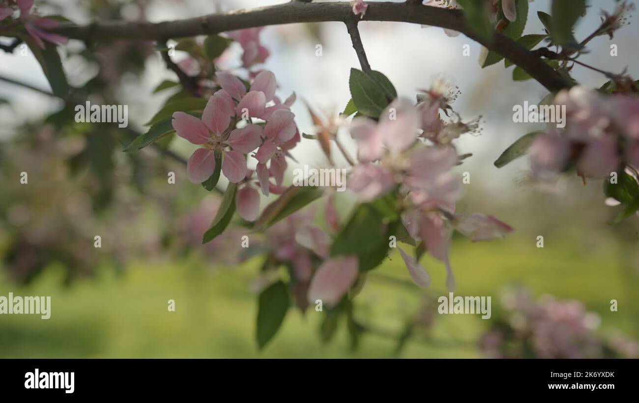 pink apple tree blossom in late sprink or early summer, wide photo Stock Photo