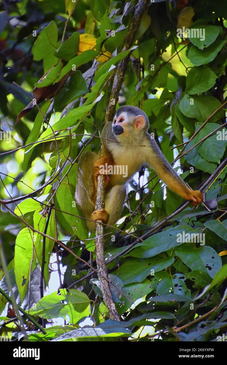 Spider Monkey, Ateles Geoffroi, mother and baby endangered, in tropical ...