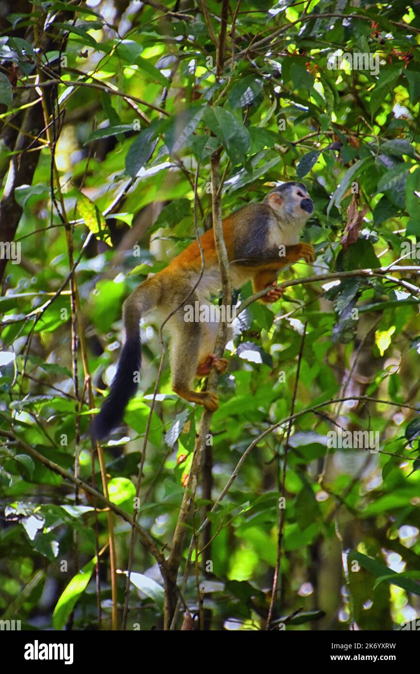 Spider Monkey, Ateles Geoffroi, mother and baby endangered, in tropical ...
