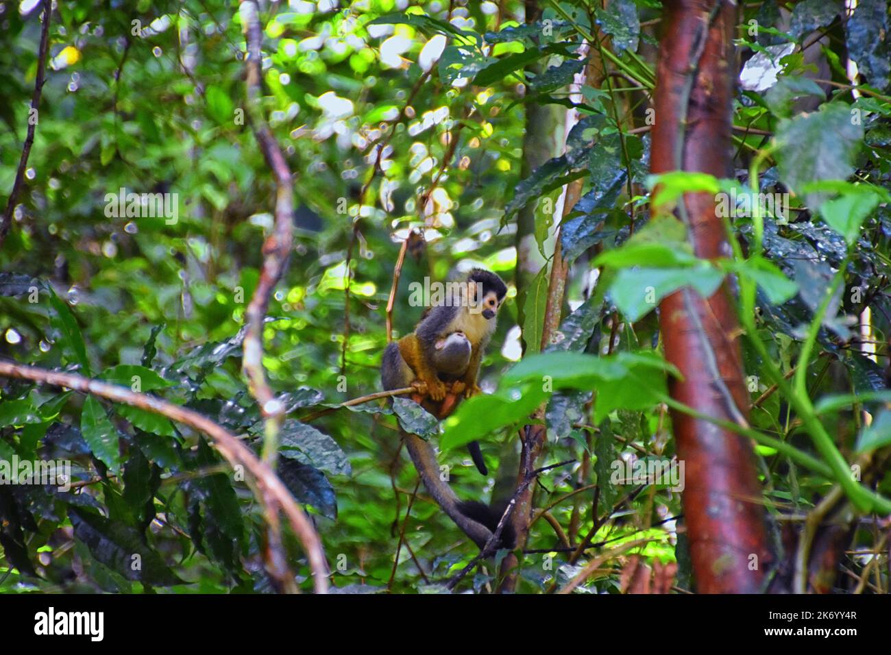 Spider Monkey, Ateles Geoffroi, mother and baby endangered, in tropical ...