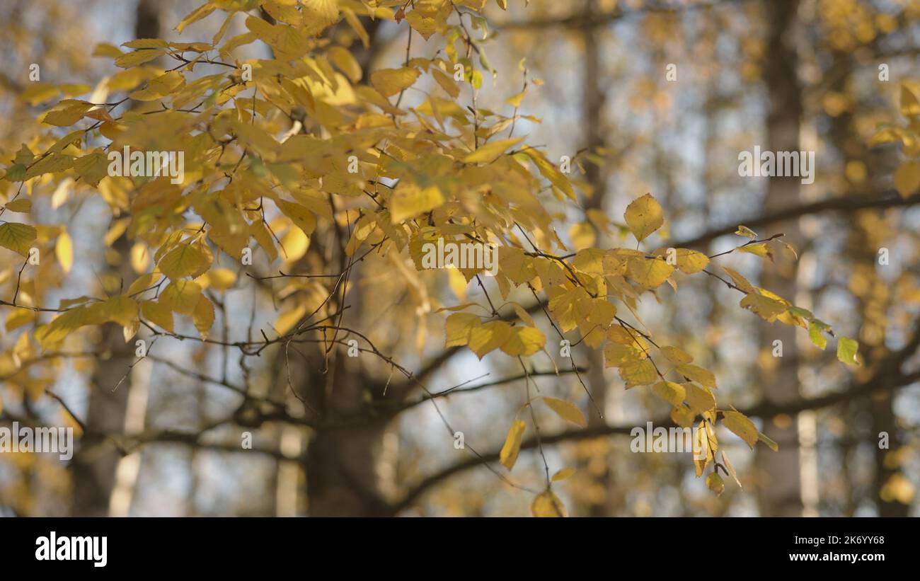 yellow birch leaves on a tree during autumn, wide photo Stock Photo - Alamy