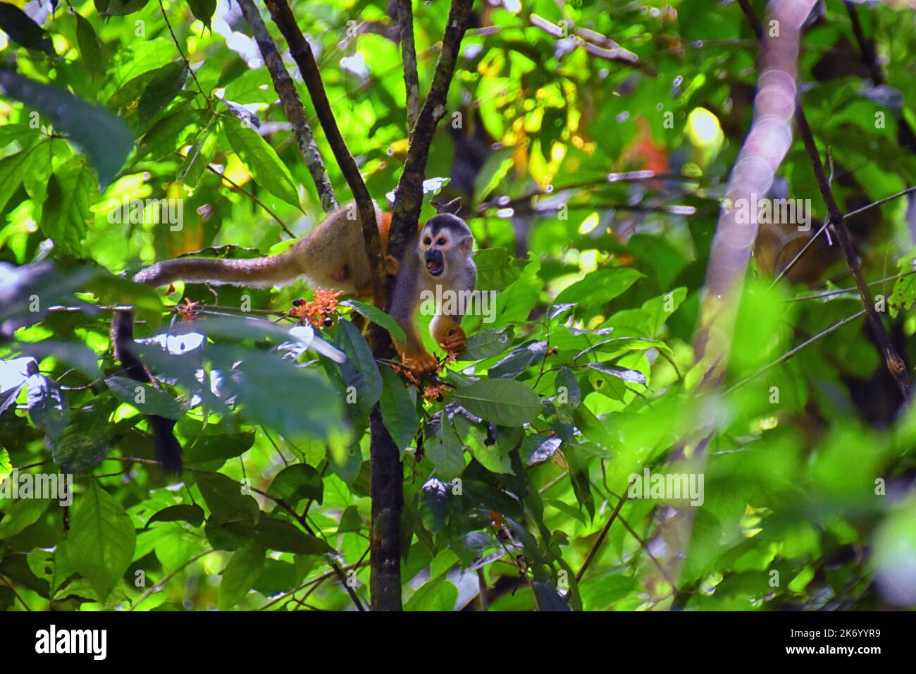 Spider Monkey, Ateles Geoffroi, mother and baby endangered, in tropical ...