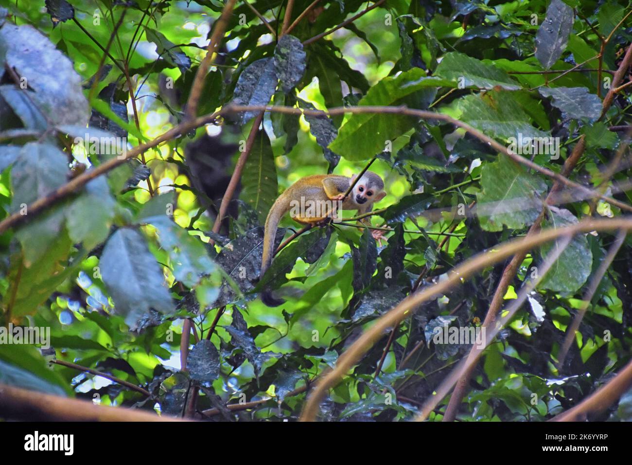 Spider Monkey, Ateles Geoffroi, mother and baby endangered, in tropical ...