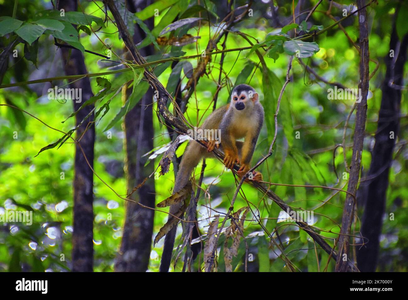Spider Monkey, Ateles Geoffroi, mother and baby endangered, in tropical ...
