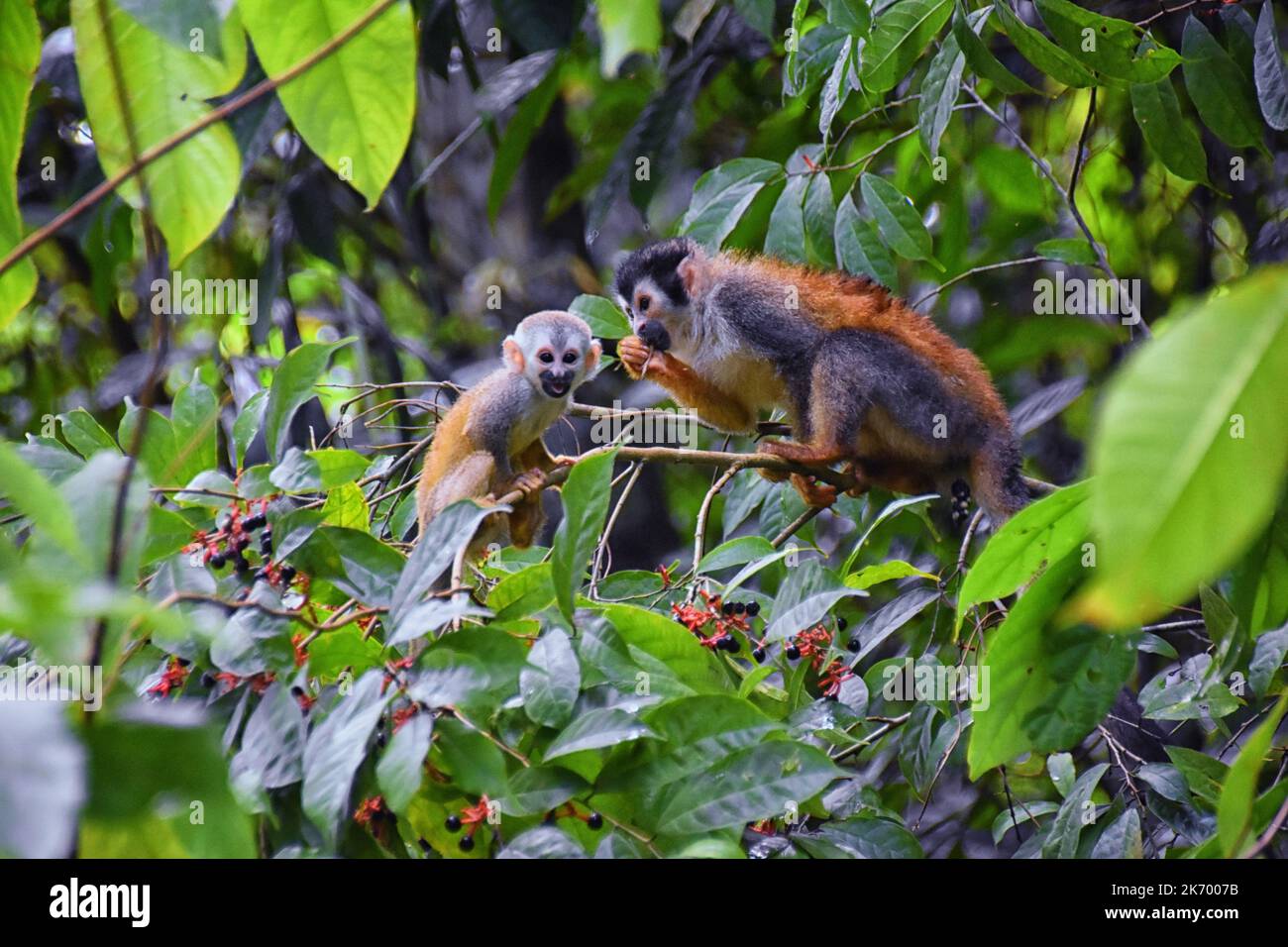 Spider Monkey, Ateles Geoffroi, mother and baby endangered, in tropical ...