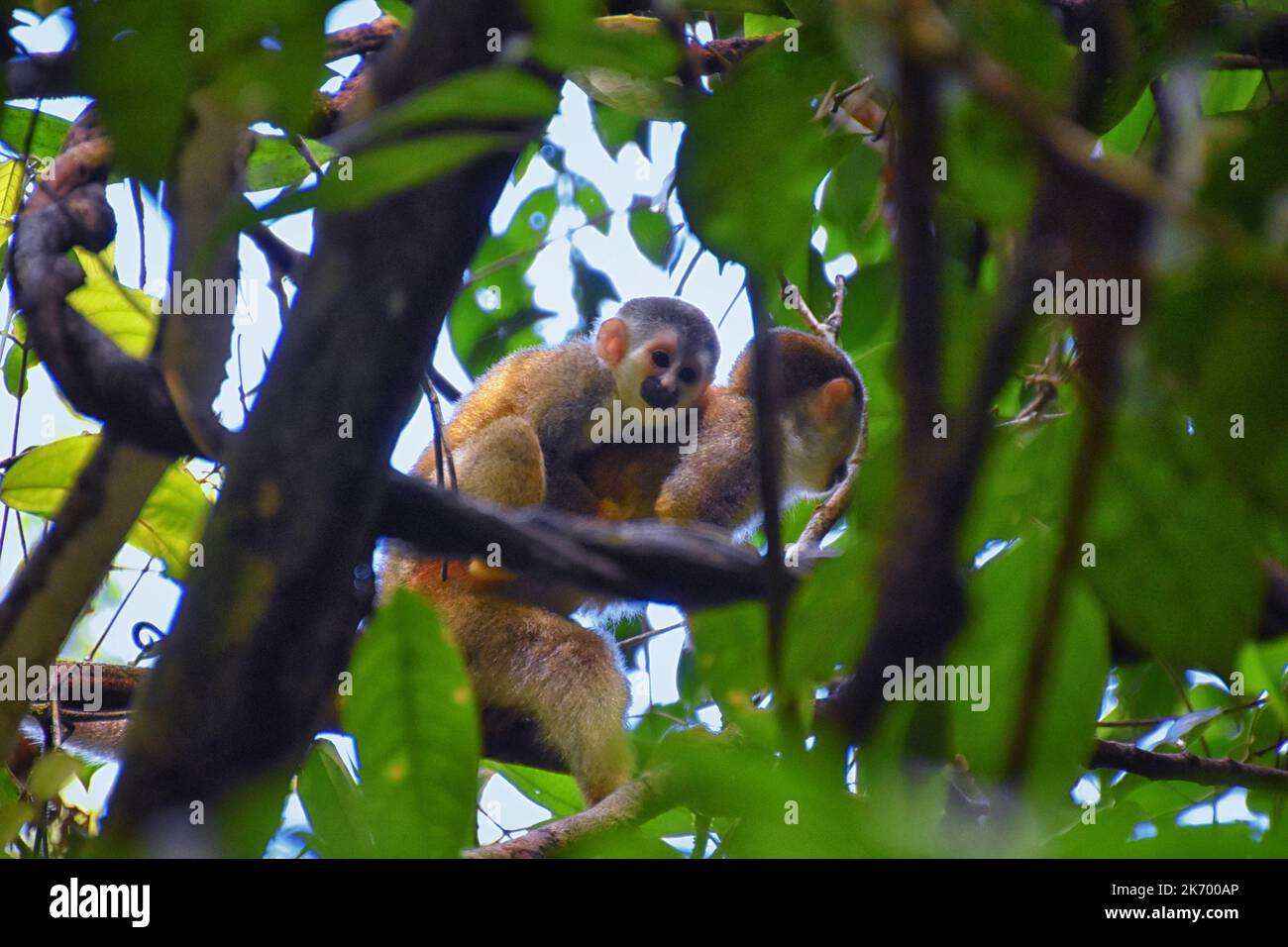 Spider Monkey, Ateles Geoffroi, mother and baby endangered, in tropical ...