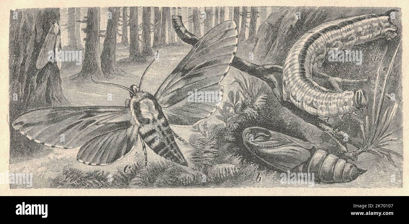 Antique engraved illustration of the  pine hawk-moth metamorphosis. Vintage illustration of  pine hawk-moth metamorphosis. Old engraved picture of the  pine hawk-moth. Sphinx pinastri, the pine hawk-moth, is a moth of the family Sphingidae. It is found in Palearctic realm and sometimes the Nearctic realm. This species has been found in Scotland but is usually found in England. The species was first described by Carl Linnaeus in his 1758 10th edition of Systema Naturae. The larvae feed on Scots pine, Swiss pine, Siberian pine and Norway spruce. Stock Photo