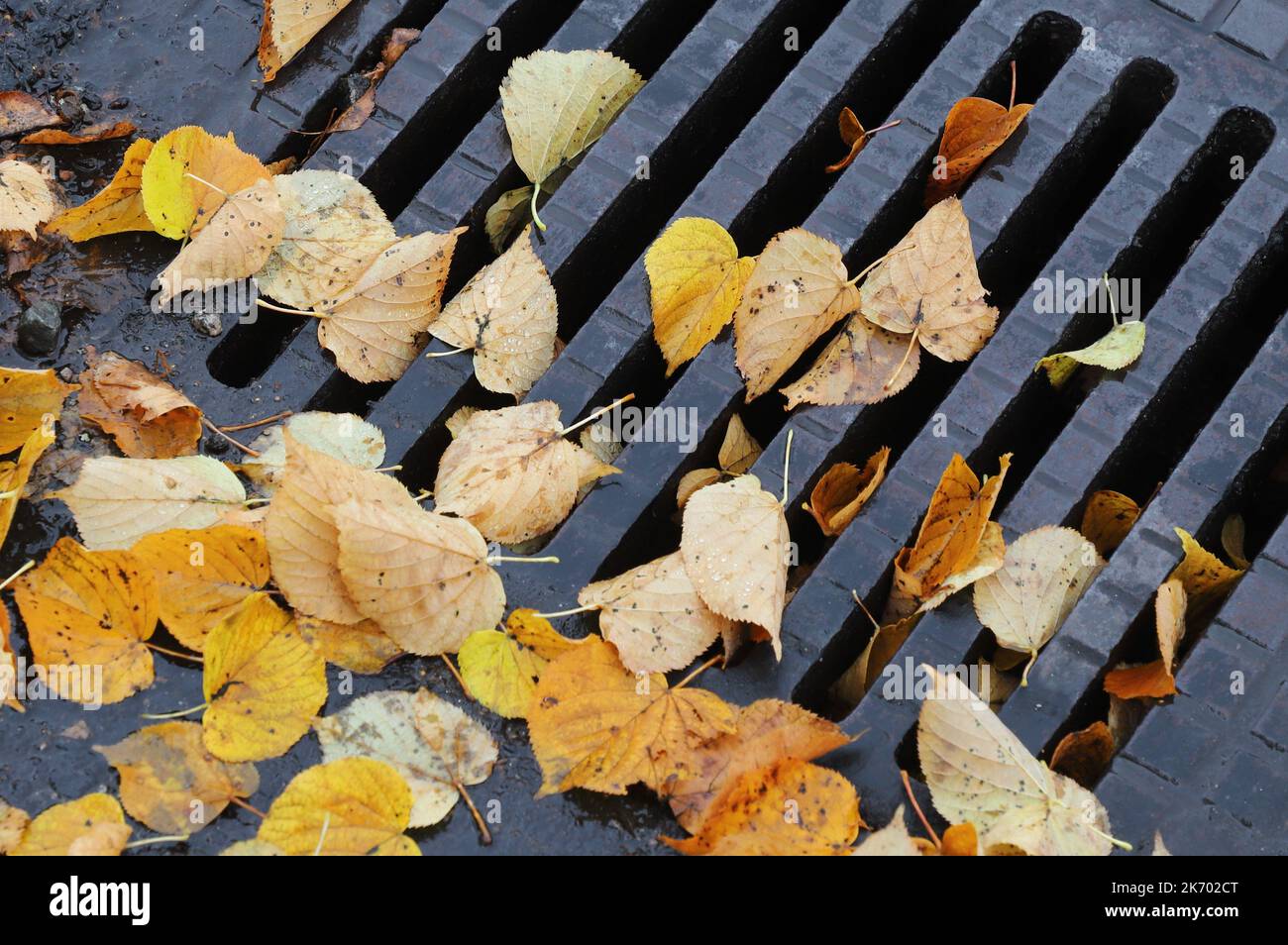 Close-up view of a street gully with fallen autumn leaves. Stock Photo