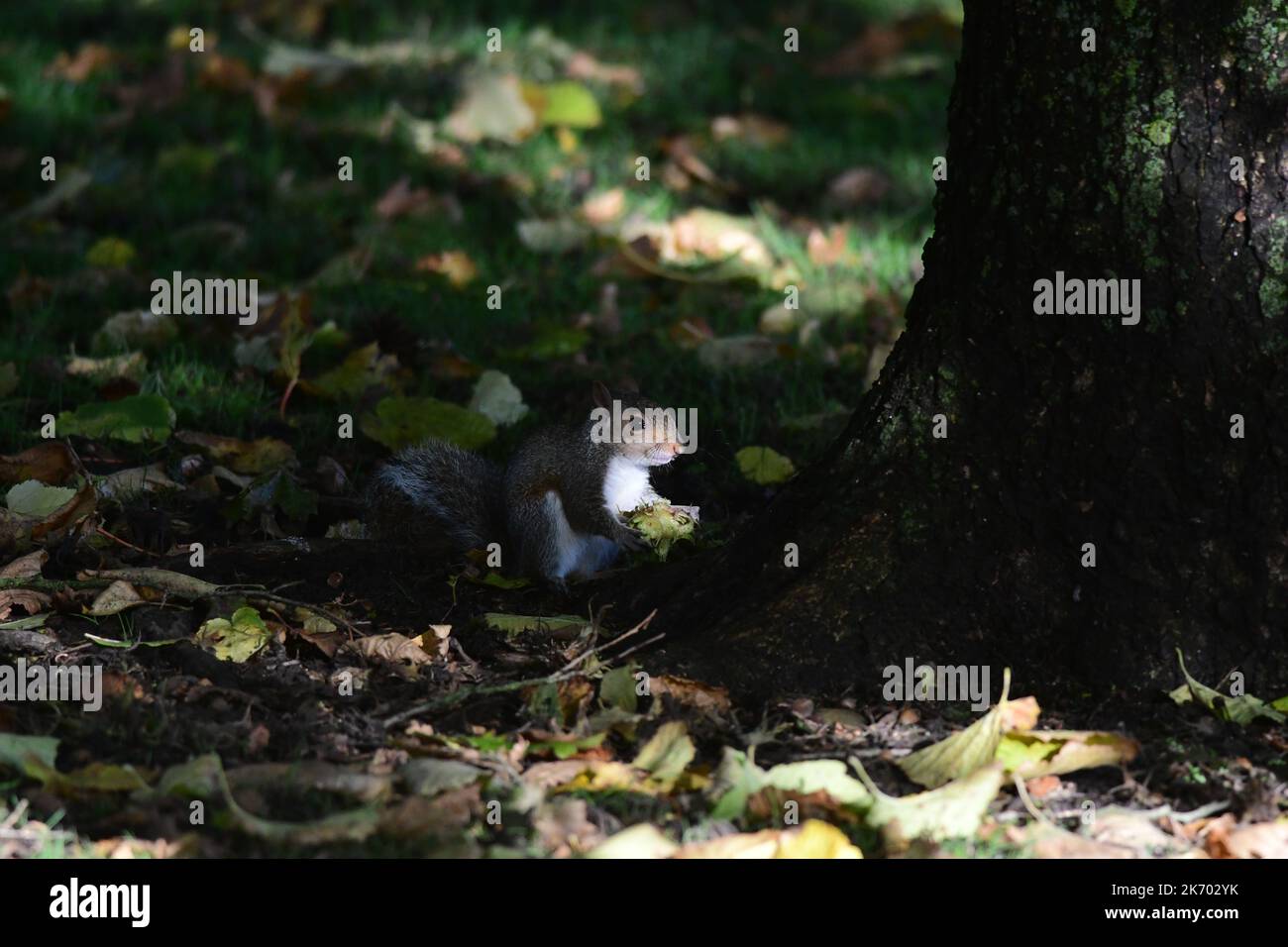 Grey Squirrel  Sciurus carolinensis in Scottish woodland Stock Photo