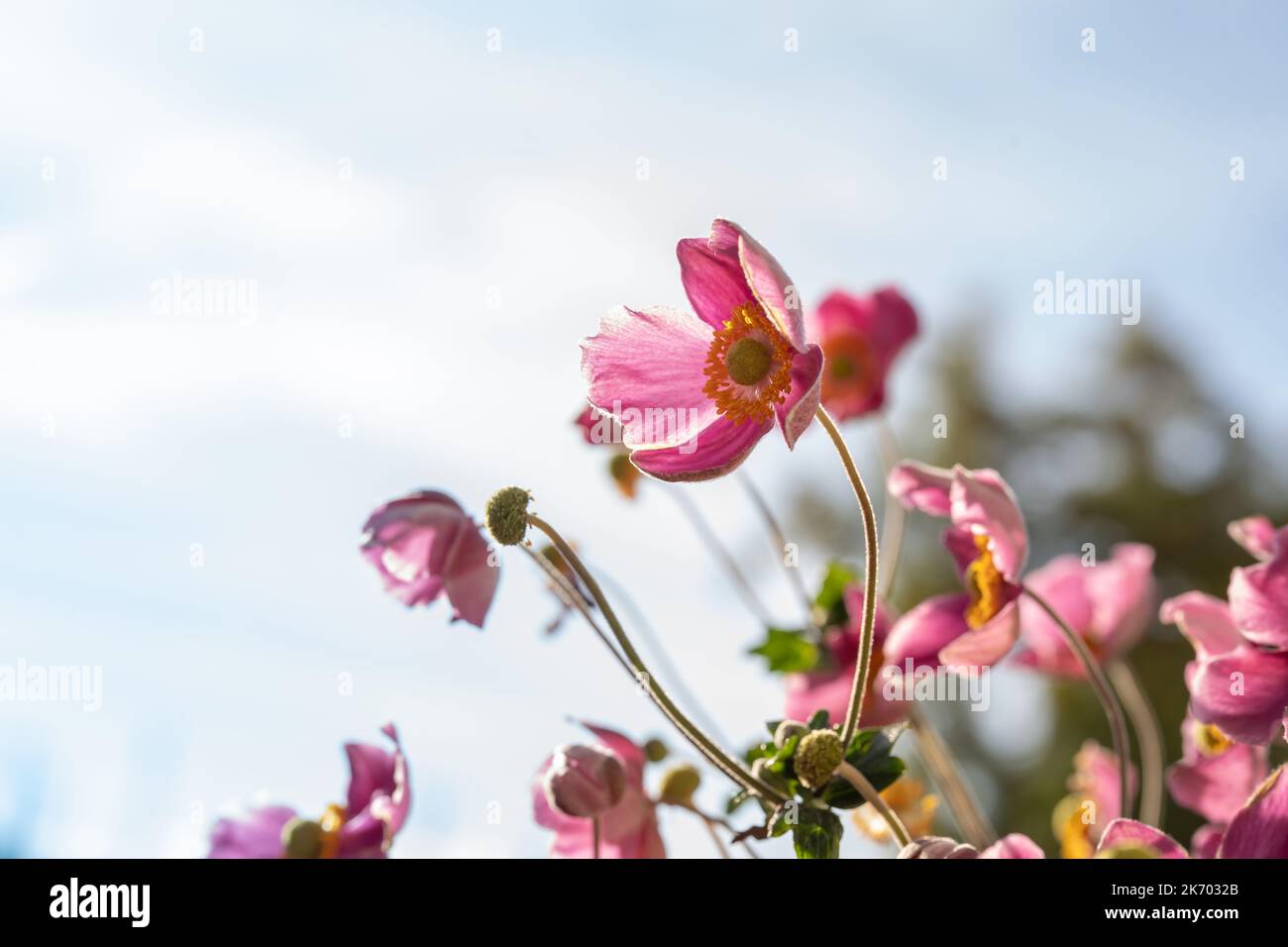 Gentle purple flowers of anemones on blue sky background. Minimalistic composition of nature beauty Stock Photo