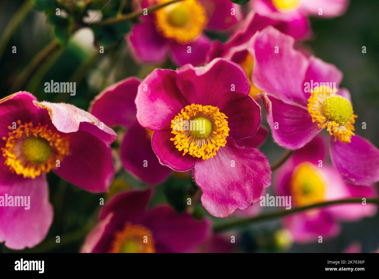 Bright purple autumn anemone flowers Close up. Floral background. Natural light Stock Photo