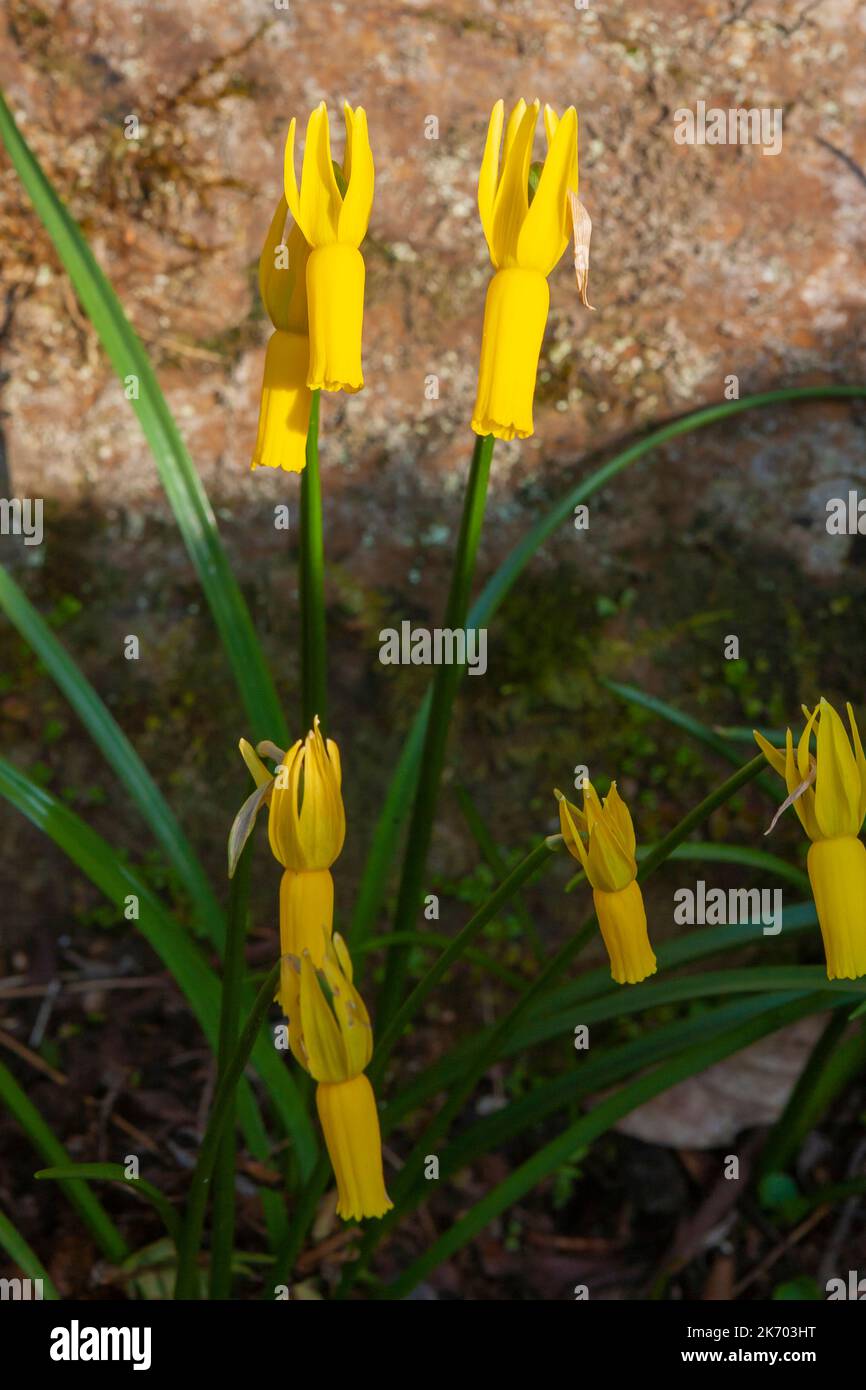 Narcissi "Rapture" in Leonardslee Gardens, West Sussex, UK Stock Photo