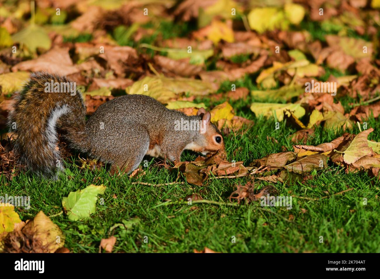 Grey Squirrel Sciurus carolinensis in Scottish woodland Stock Photo Alamy