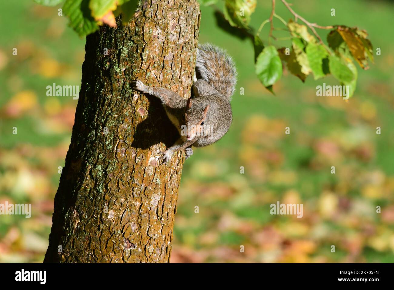 Grey Squirrel  Sciurus carolinensis in Scottish woodland Stock Photo