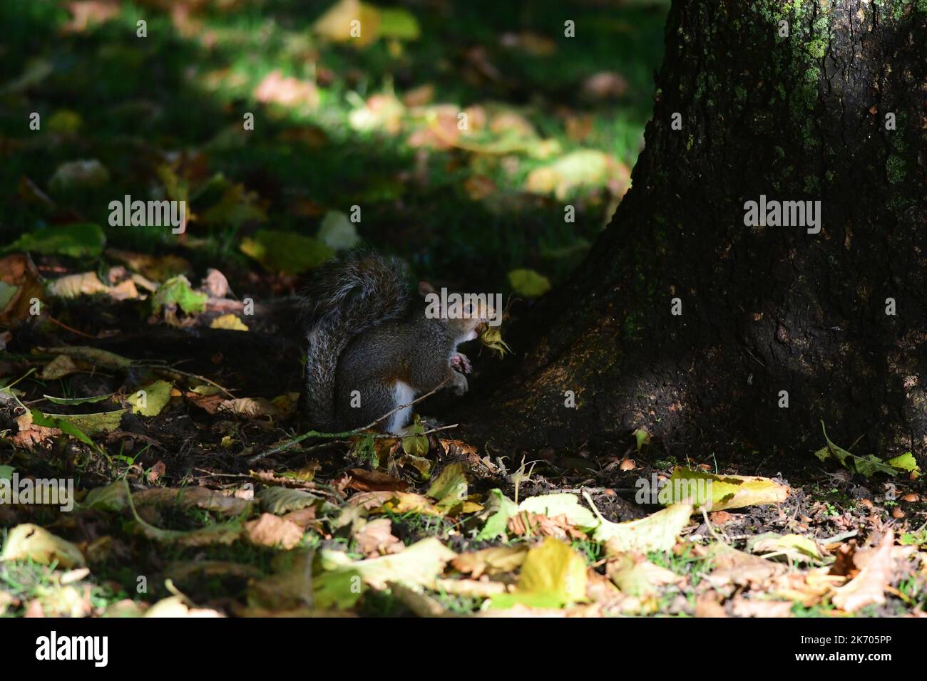 Grey Squirrel Sciurus carolinensis in Scottish woodland Stock Photo Alamy