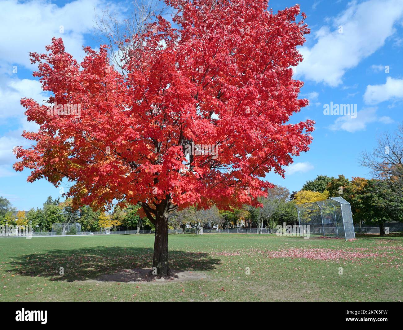 Maple tree in brilliant red fall color, in park with baseball diamond