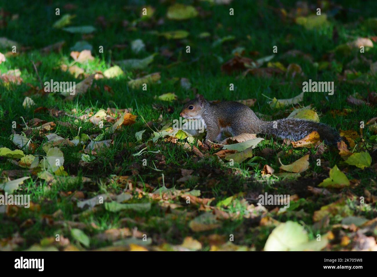 Grey Squirrel  Sciurus carolinensis in Scottish woodland Stock Photo