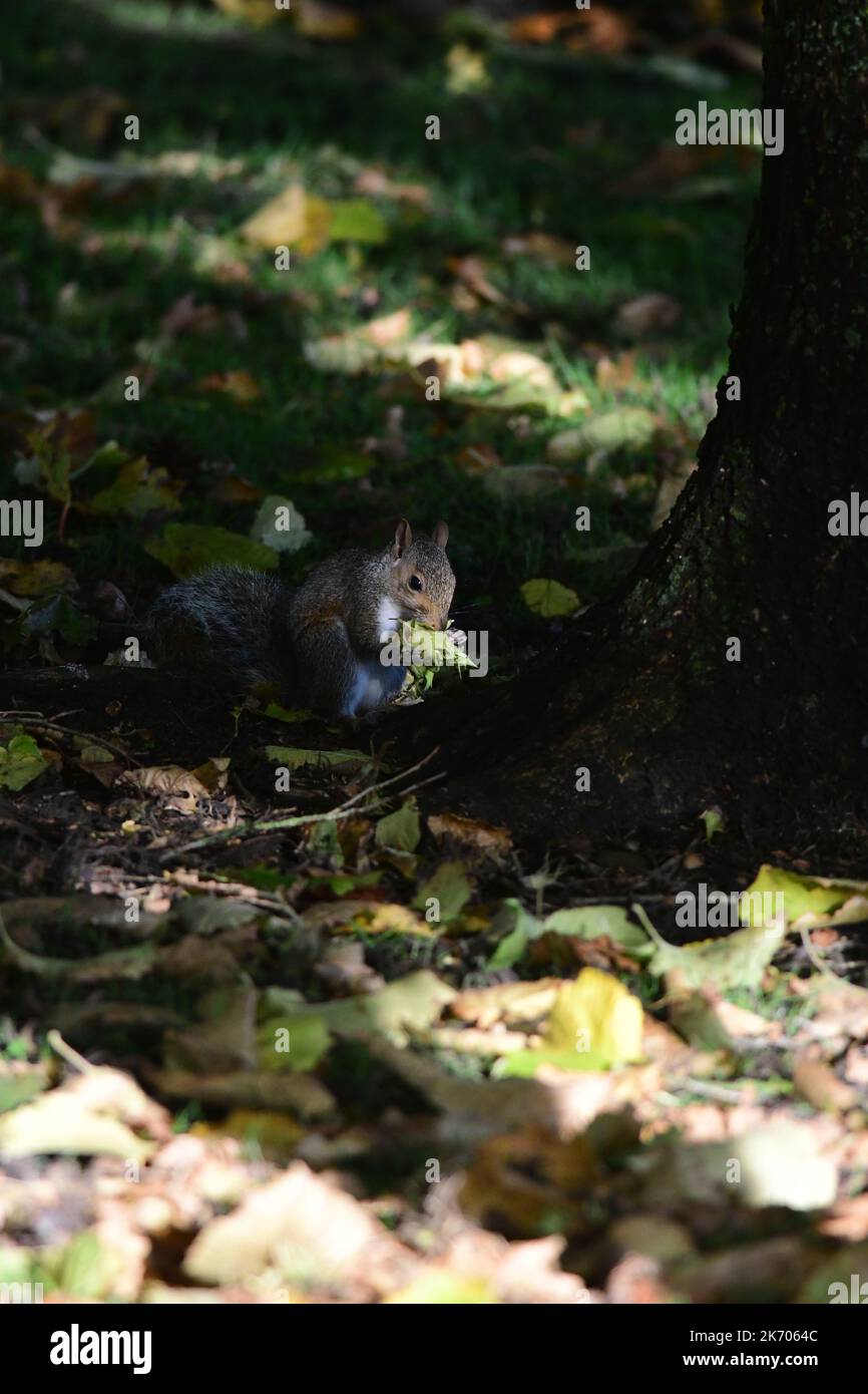 Grey Squirrel  Sciurus carolinensis in Scottish woodland Stock Photo