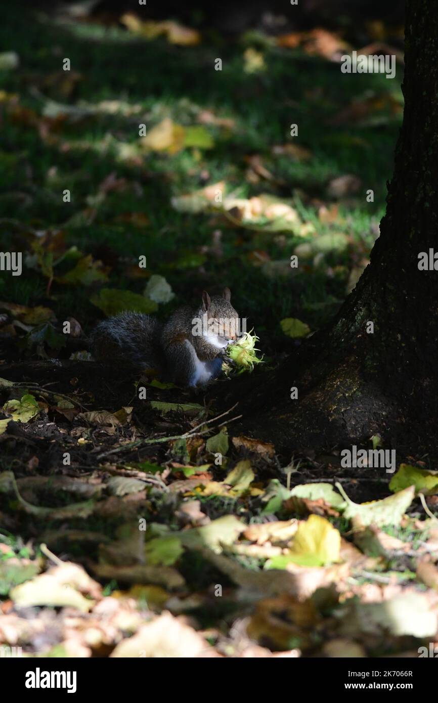 Grey Squirrel Sciurus carolinensis in Scottish woodland Stock Photo Alamy