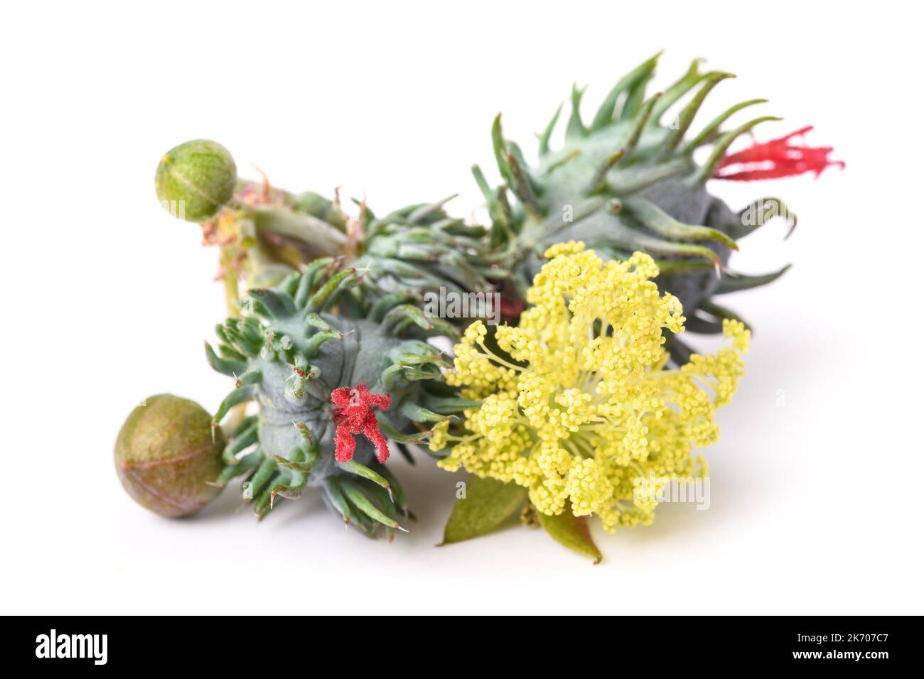 Castor flower and seed isolated on white Stock Photo