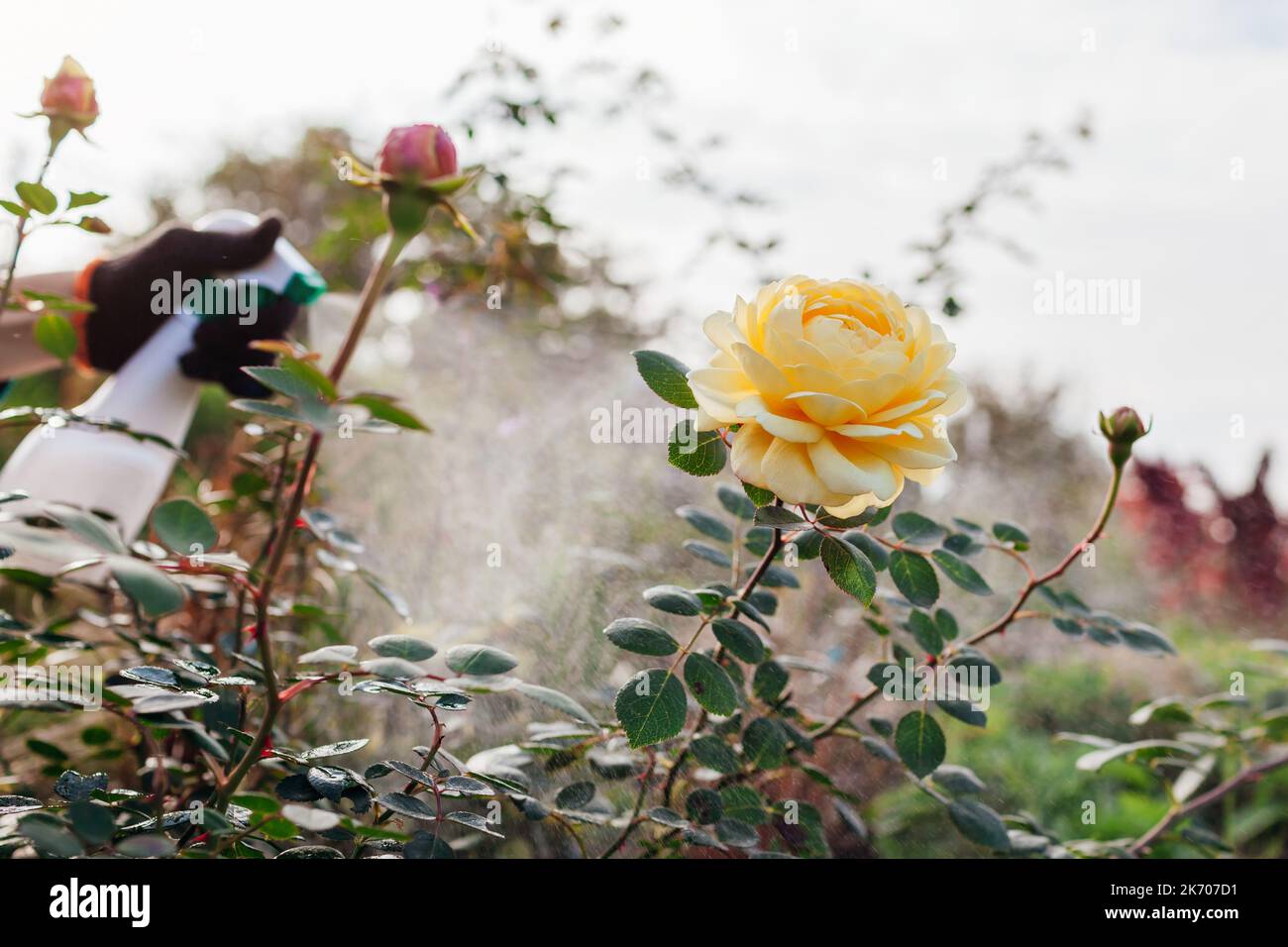 Close up of english Charles Darwin rose flower. Gardener sprays with
