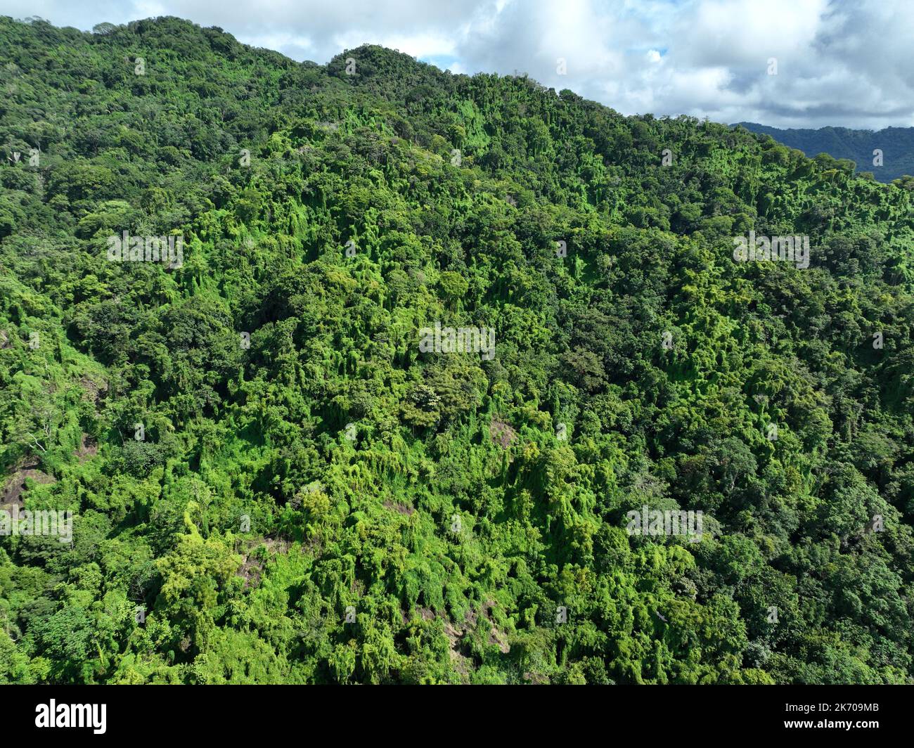 Aerial view close up of a lush green forest Stock Photo - Alamy