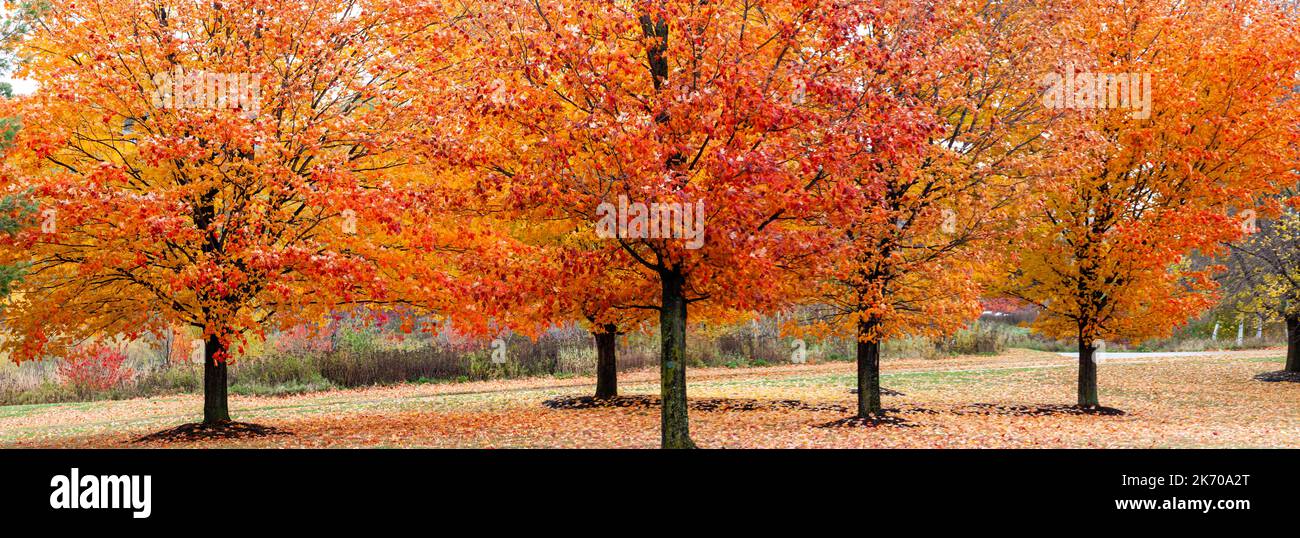 Wisconsin Maple Trees Autumn maple trees panorama hi-res stock photography and images - Alamy