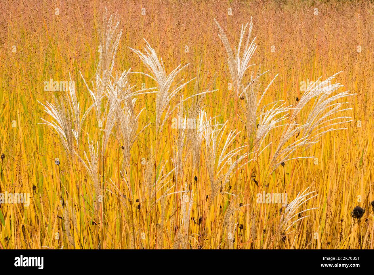 Miscanthus 'Ferner Osten', Miscanthus sinensis 'Ferner Osten' Switch Grass, Panicum virgatum background, Maiden Grass, Autumn Stock Photo
