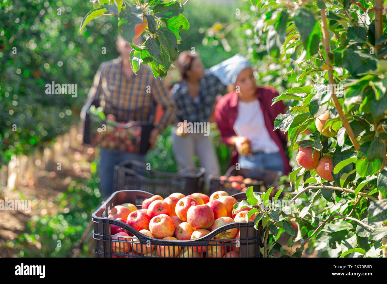 Boxes with harvested ripe apples standing in summer garden Stock Photo ...