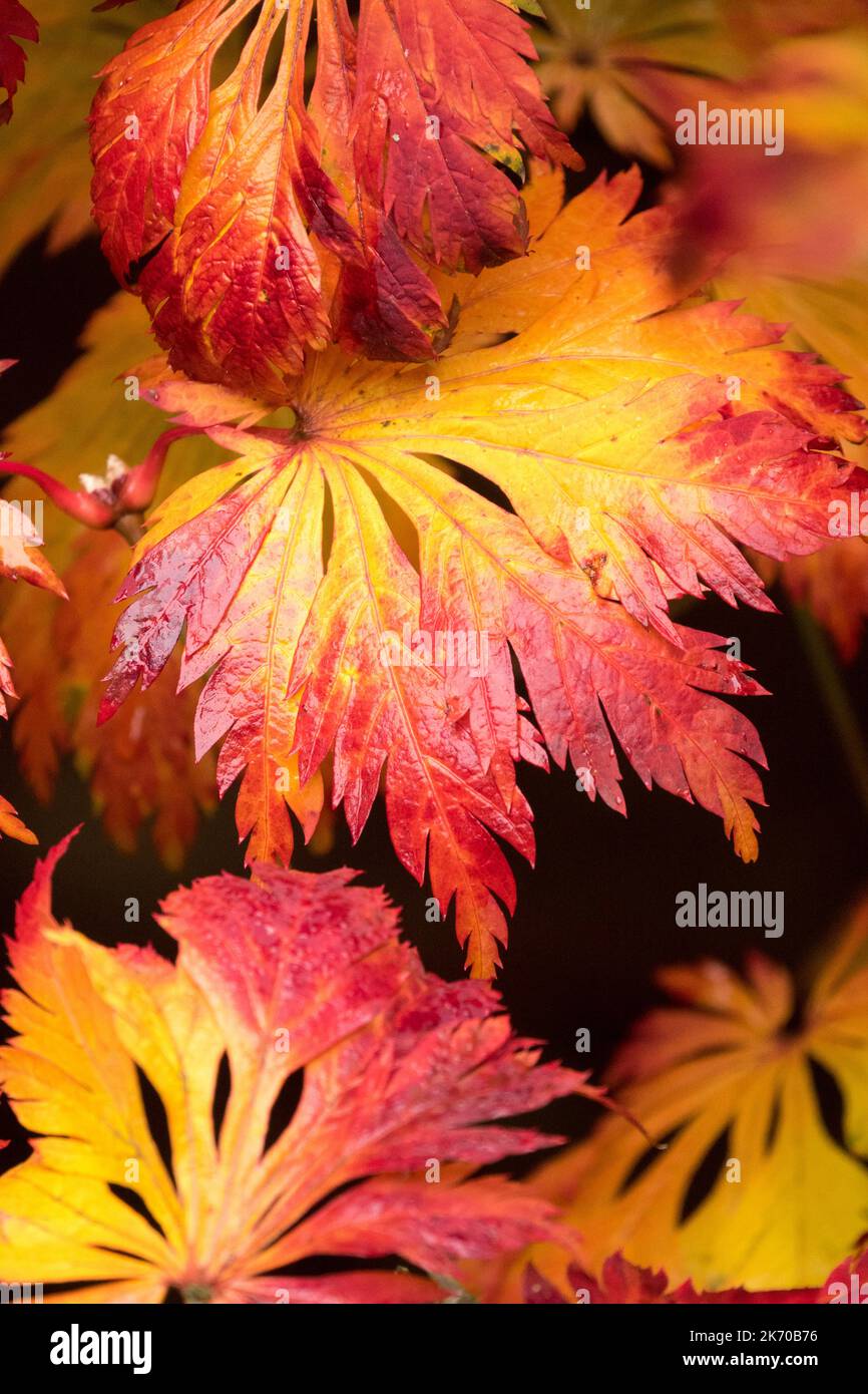 Acer japonicum 'Aconitifolium', Leaves, Autumn Colour, Downy Japanese Maple red-yellow leaf autumn leaves turn red Acer japonicum Autumn Stock Photo