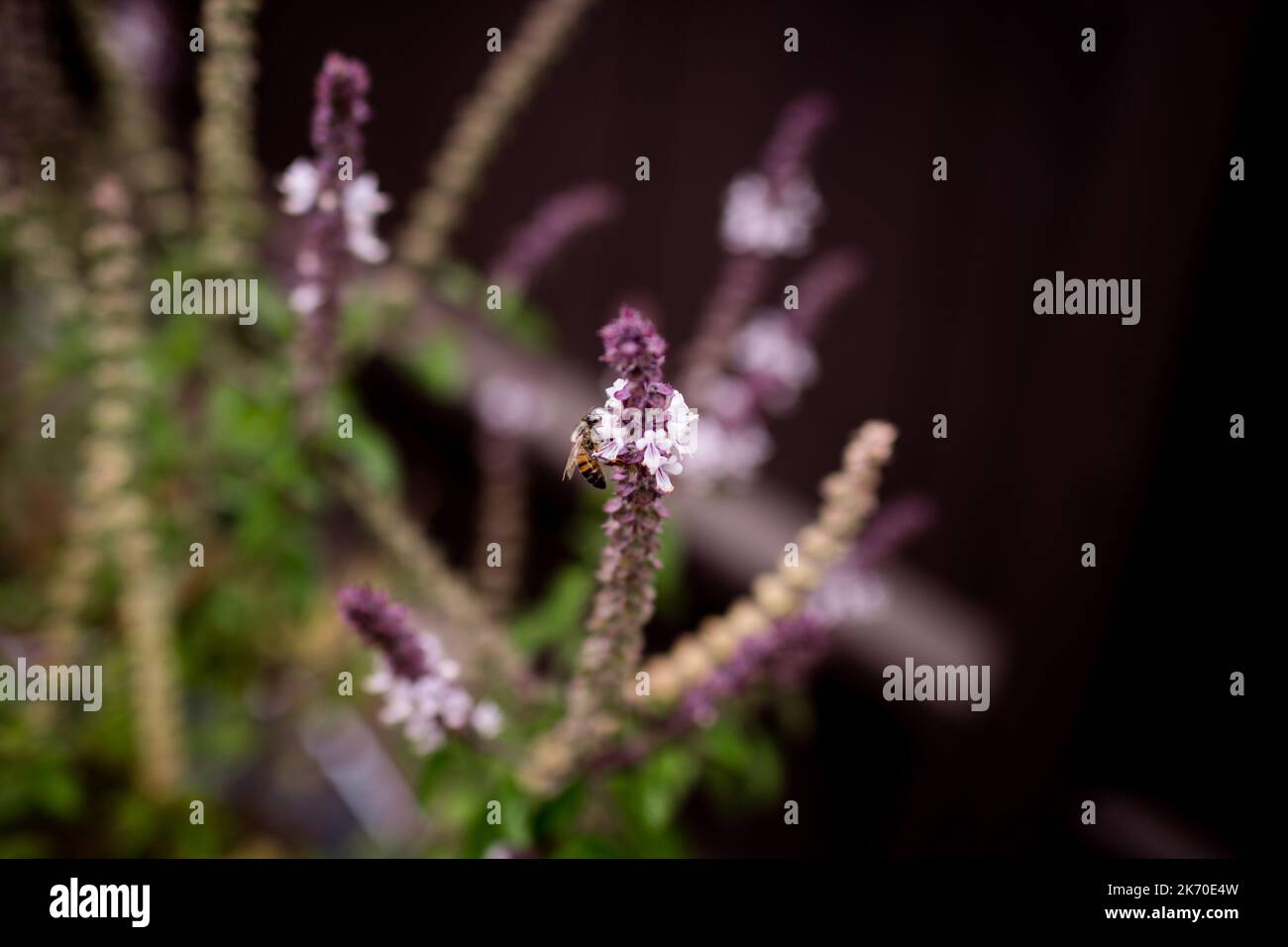 Bee Pollinating Lavender Plant in San Diego Stock Photo Alamy
