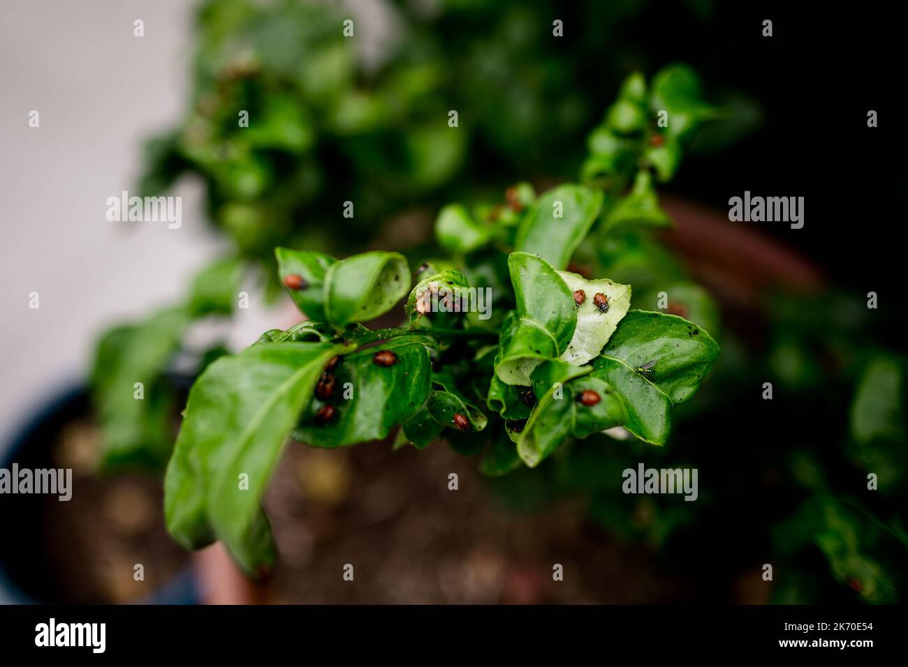Ladybugs Crawling on Lemon Tree in San Diego Stock Photo Alamy