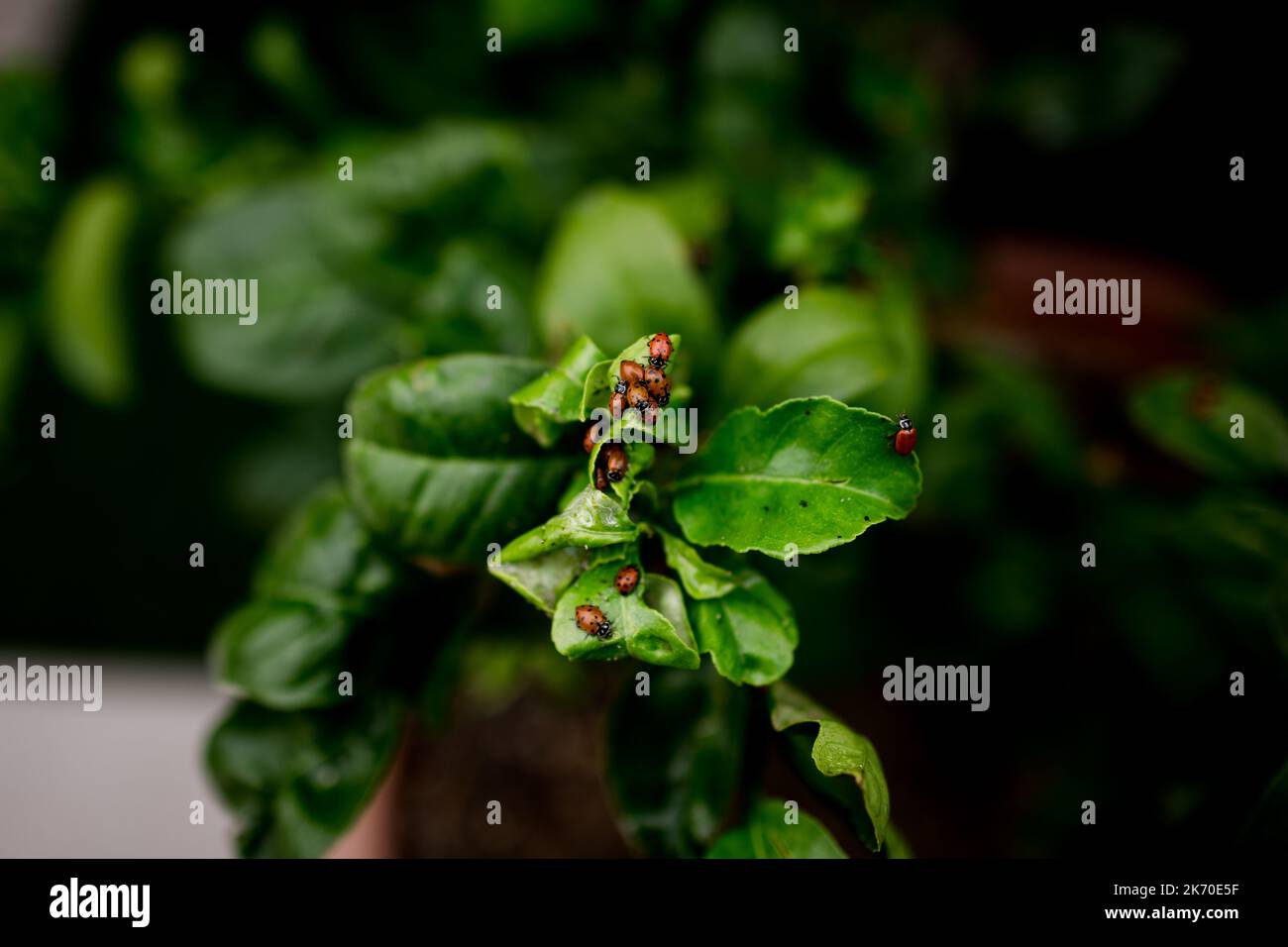 Ladybugs on Lemon Tree Leaves in San Diego Stock Photo Alamy