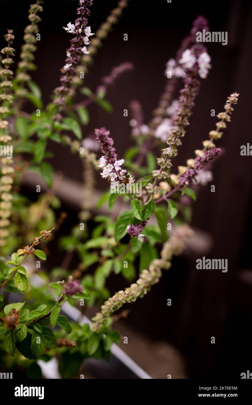 Bee Pollinating Lavender Plant in San Diego Stock Photo Alamy