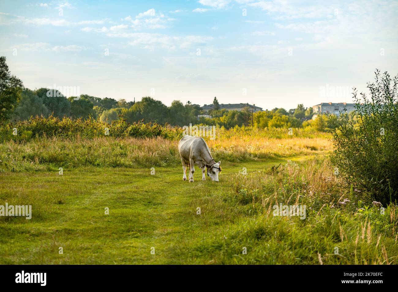 Cow grazes in spring meadow hi-res stock photography and images - Alamy