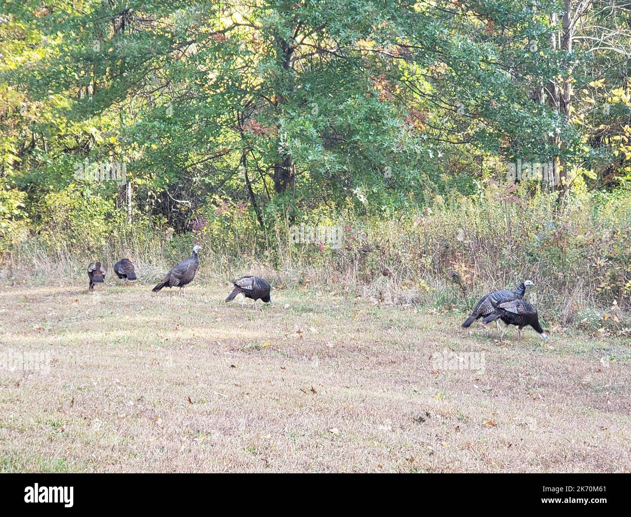 Flock of Turkeys, Blendon Woods Metro Park, Columbus, Ohio Stock Photo ...