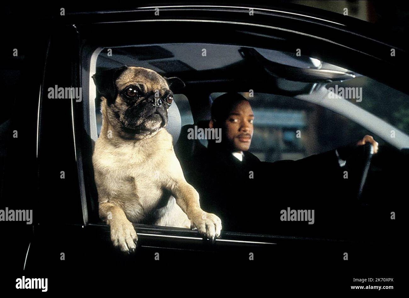 Frank the pug, men in black hi-res stock photography and images - Alamy