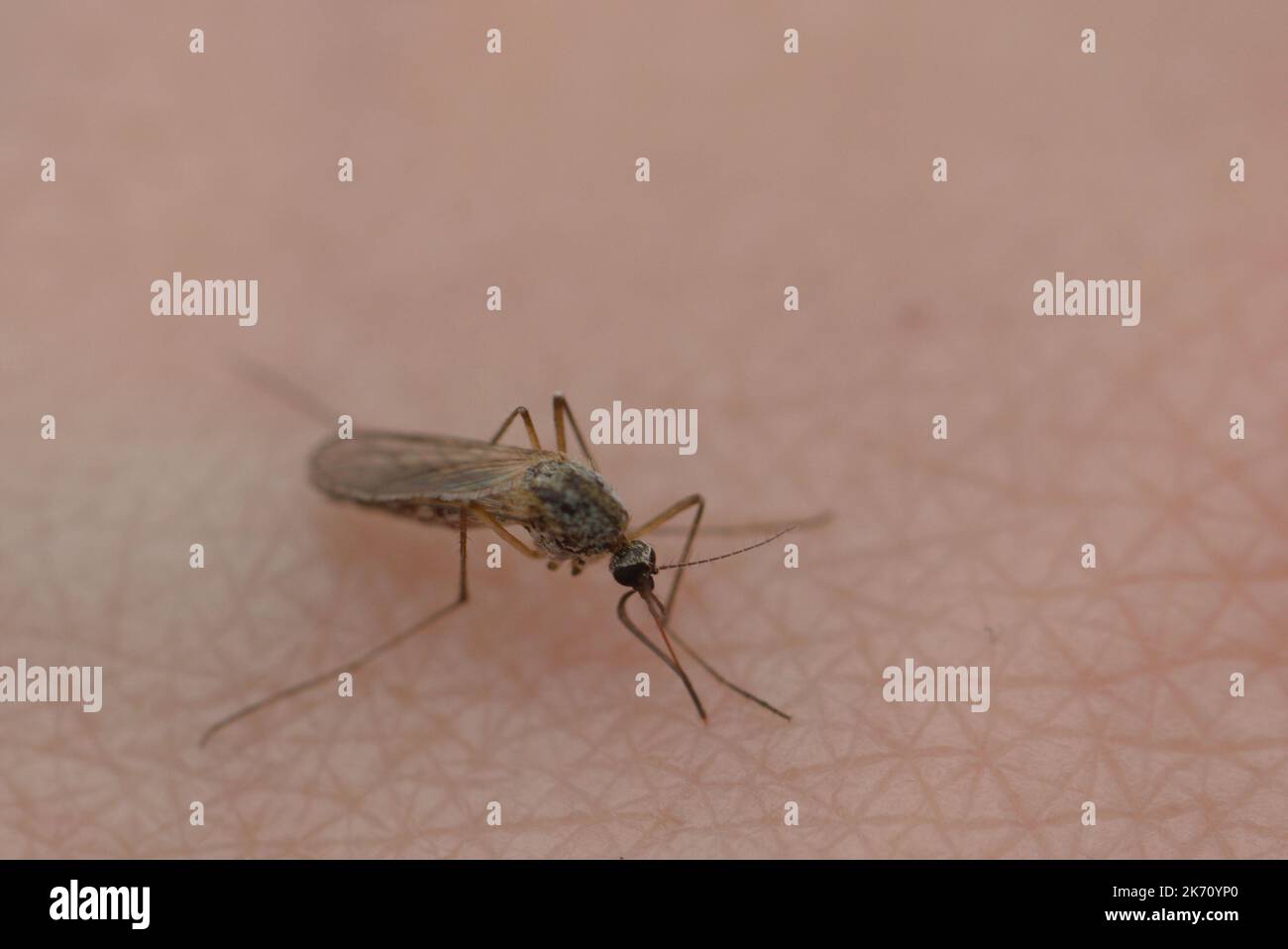 Female mosquito biting a human Stock Photo