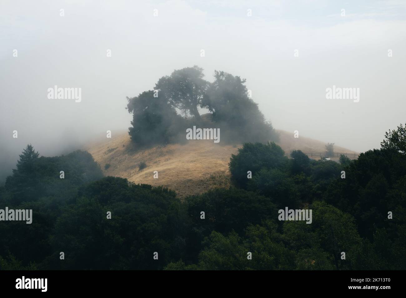 Mist obscures a tree on the slopes of Mt. Tamalpais on a typical foggy summer day, Stock Photo